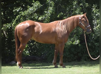Caballo cuarto de milla, Caballo castrado, 3 años, Alazán rojizo