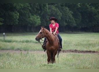 Caballo cuarto de milla, Caballo castrado, 3 años, Alazán rojizo