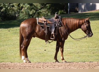 Caballo cuarto de milla, Caballo castrado, 3 años, Alazán rojizo