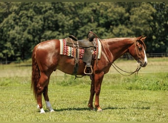 Caballo cuarto de milla, Caballo castrado, 3 años, Alazán rojizo