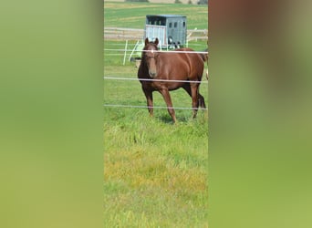 Caballo cuarto de milla, Caballo castrado, 3 años, Alazán-tostado