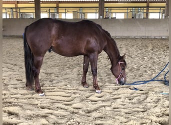 Caballo cuarto de milla, Caballo castrado, 3 años, Alazán-tostado