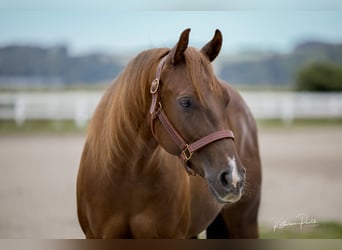 Caballo cuarto de milla, Caballo castrado, 3 años, Alazán-tostado