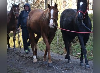Caballo cuarto de milla, Caballo castrado, 3 años, Alazán-tostado