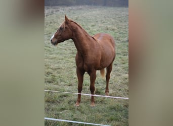 Caballo cuarto de milla, Caballo castrado, 3 años, Alazán-tostado