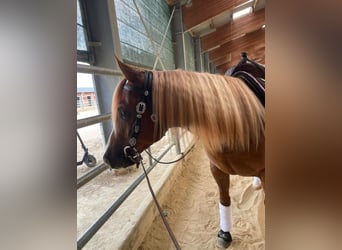 Caballo cuarto de milla, Caballo castrado, 3 años, Alazán
