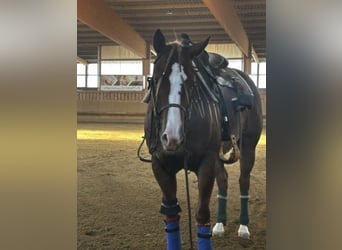 Caballo cuarto de milla, Caballo castrado, 3 años, Alazán
