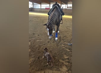 Caballo cuarto de milla, Caballo castrado, 3 años, Alazán