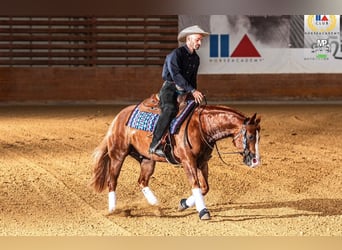 Caballo cuarto de milla, Caballo castrado, 3 años, Alazán