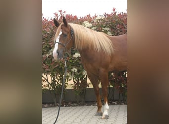 Caballo cuarto de milla, Caballo castrado, 3 años, Alazán