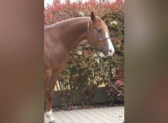 Caballo cuarto de milla, Caballo castrado, 3 años, Alazán