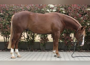 Caballo cuarto de milla, Caballo castrado, 3 años, Alazán
