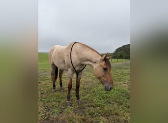 Caballo cuarto de milla, Caballo castrado, 3 años, Bayo