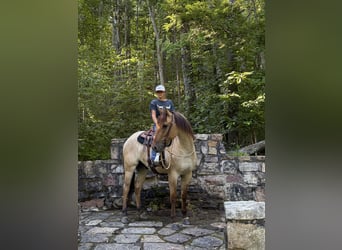 Caballo cuarto de milla, Caballo castrado, 3 años, Bayo
