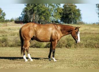 Caballo cuarto de milla, Caballo castrado, 3 años, Bayo