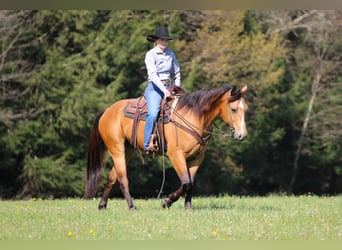 Caballo cuarto de milla, Caballo castrado, 3 años, Buckskin/Bayo