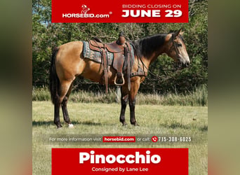Caballo cuarto de milla, Caballo castrado, 3 años, Buckskin/Bayo