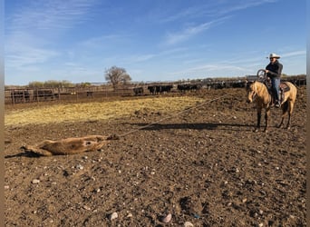 Caballo cuarto de milla, Caballo castrado, 3 años, Buckskin/Bayo