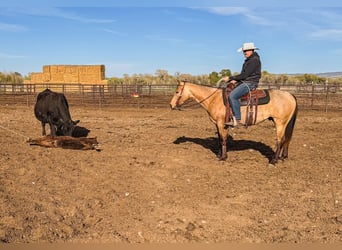 Caballo cuarto de milla, Caballo castrado, 3 años, Buckskin/Bayo