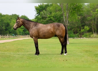 Caballo cuarto de milla, Caballo castrado, 3 años, Buckskin/Bayo