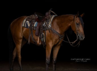 Caballo cuarto de milla, Caballo castrado, 3 años, Castaño rojizo