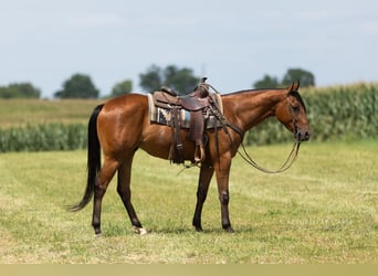 Caballo cuarto de milla, Caballo castrado, 3 años, Castaño rojizo