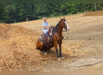 Caballo cuarto de milla Mestizo, Caballo castrado, 3 años, Castaño rojizo