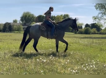 Caballo cuarto de milla, Caballo castrado, 3 años, Castaño-ruano