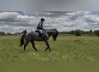 Caballo cuarto de milla, Caballo castrado, 3 años, Castaño-ruano