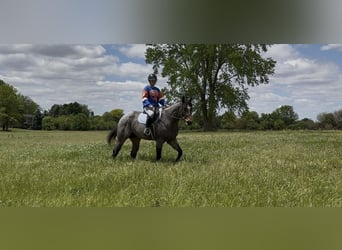Caballo cuarto de milla, Caballo castrado, 3 años, Castaño-ruano