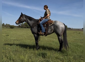 Caballo cuarto de milla, Caballo castrado, 3 años, Castaño-ruano