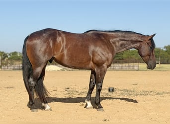 Caballo cuarto de milla, Caballo castrado, 3 años, Castaño-ruano