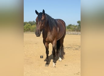 Caballo cuarto de milla, Caballo castrado, 3 años, Castaño-ruano