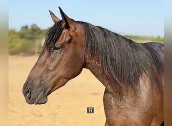 Caballo cuarto de milla, Caballo castrado, 3 años, Castaño-ruano