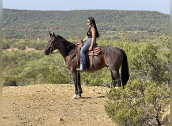Caballo cuarto de milla, Caballo castrado, 3 años, Castaño-ruano