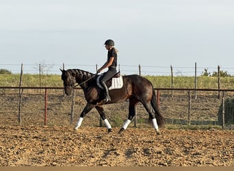 Caballo cuarto de milla, Caballo castrado, 3 años, Castaño-ruano