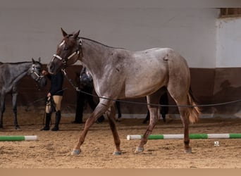 Caballo cuarto de milla, Caballo castrado, 3 años, Castaño-ruano