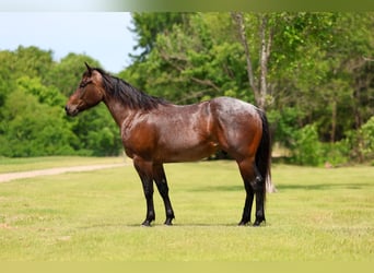 Caballo cuarto de milla, Caballo castrado, 3 años, Castaño-ruano