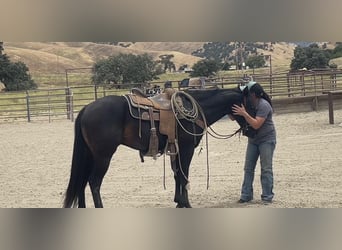 Caballo cuarto de milla, Caballo castrado, 3 años, Negro