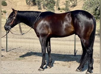 Caballo cuarto de milla, Caballo castrado, 3 años, Negro