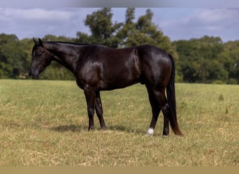 Caballo cuarto de milla, Caballo castrado, 3 años, Negro