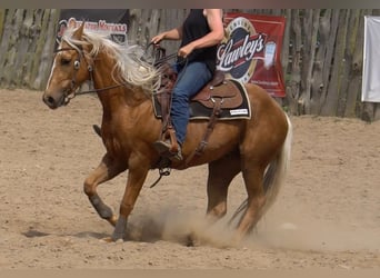 Caballo cuarto de milla, Caballo castrado, 3 años, Palomino