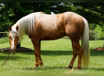 Caballo cuarto de milla, Caballo castrado, 3 años, Palomino