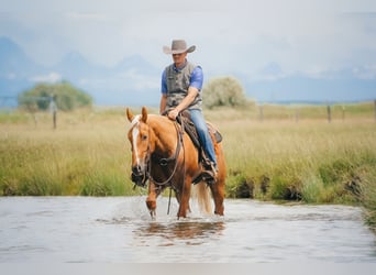 Caballo cuarto de milla, Caballo castrado, 3 años, Palomino