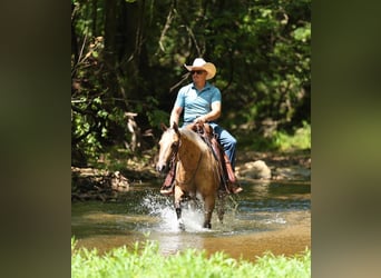 Caballo cuarto de milla, Caballo castrado, 3 años, Palomino