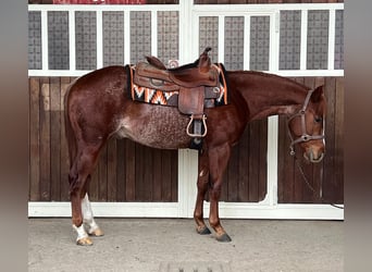 Caballo cuarto de milla, Caballo castrado, 3 años, Rabicano