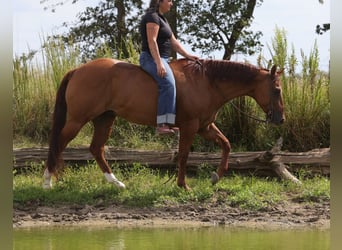 Caballo cuarto de milla, Caballo castrado, 3 años, Red Dun/Cervuno