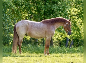 Caballo cuarto de milla, Caballo castrado, 3 años, Ruano alazán