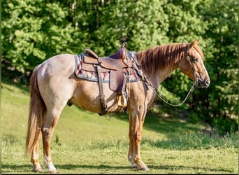 Caballo cuarto de milla, Caballo castrado, 3 años, Ruano alazán