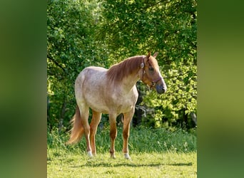 Caballo cuarto de milla, Caballo castrado, 3 años, Ruano alazán